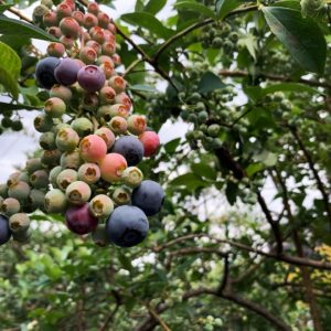 ブルーベリー摘み取り方コツ柴田観光農園シバブル